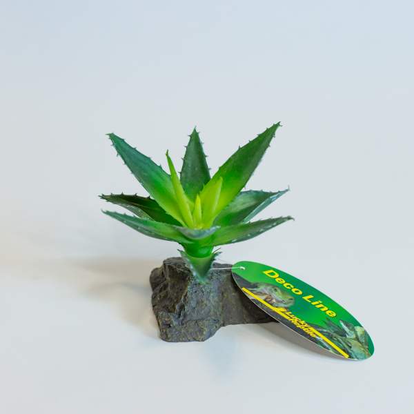 Lucky Reptile Agave, klein